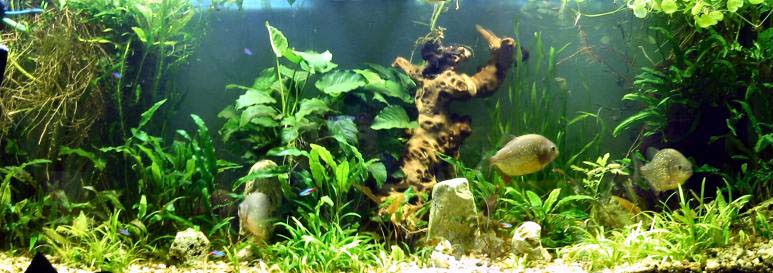 Piranhas and beautiful tanks 1