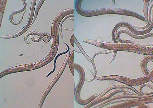 Microworms