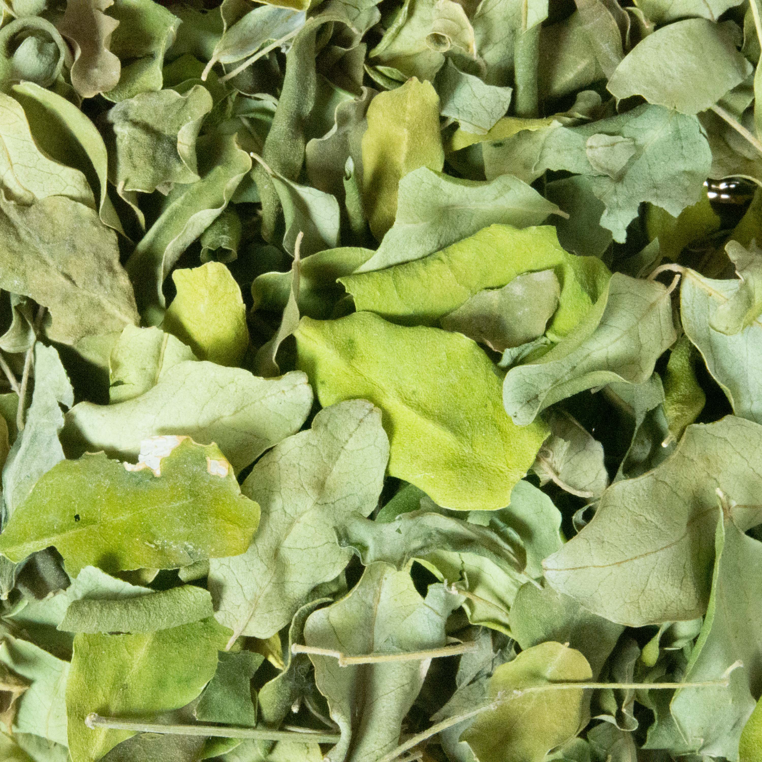 Moringa leaves dried