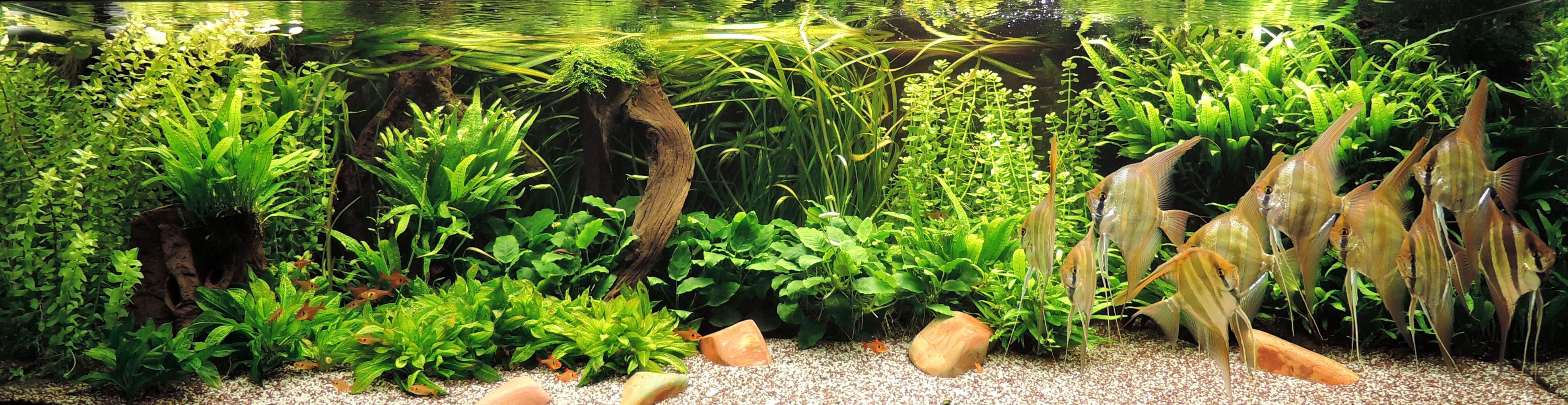 Plant tank altum angelfish 02/17