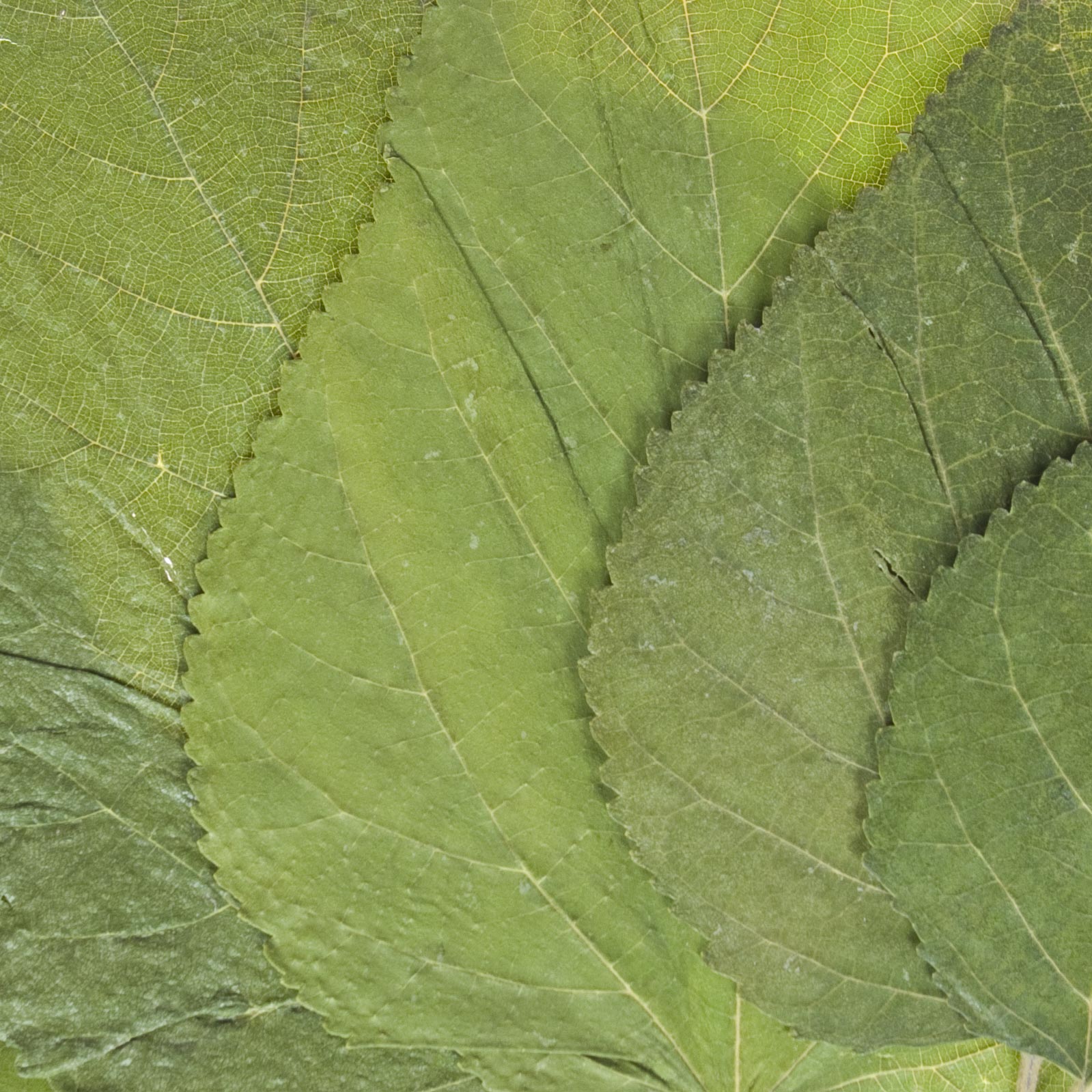 Mulberry leaves close-up