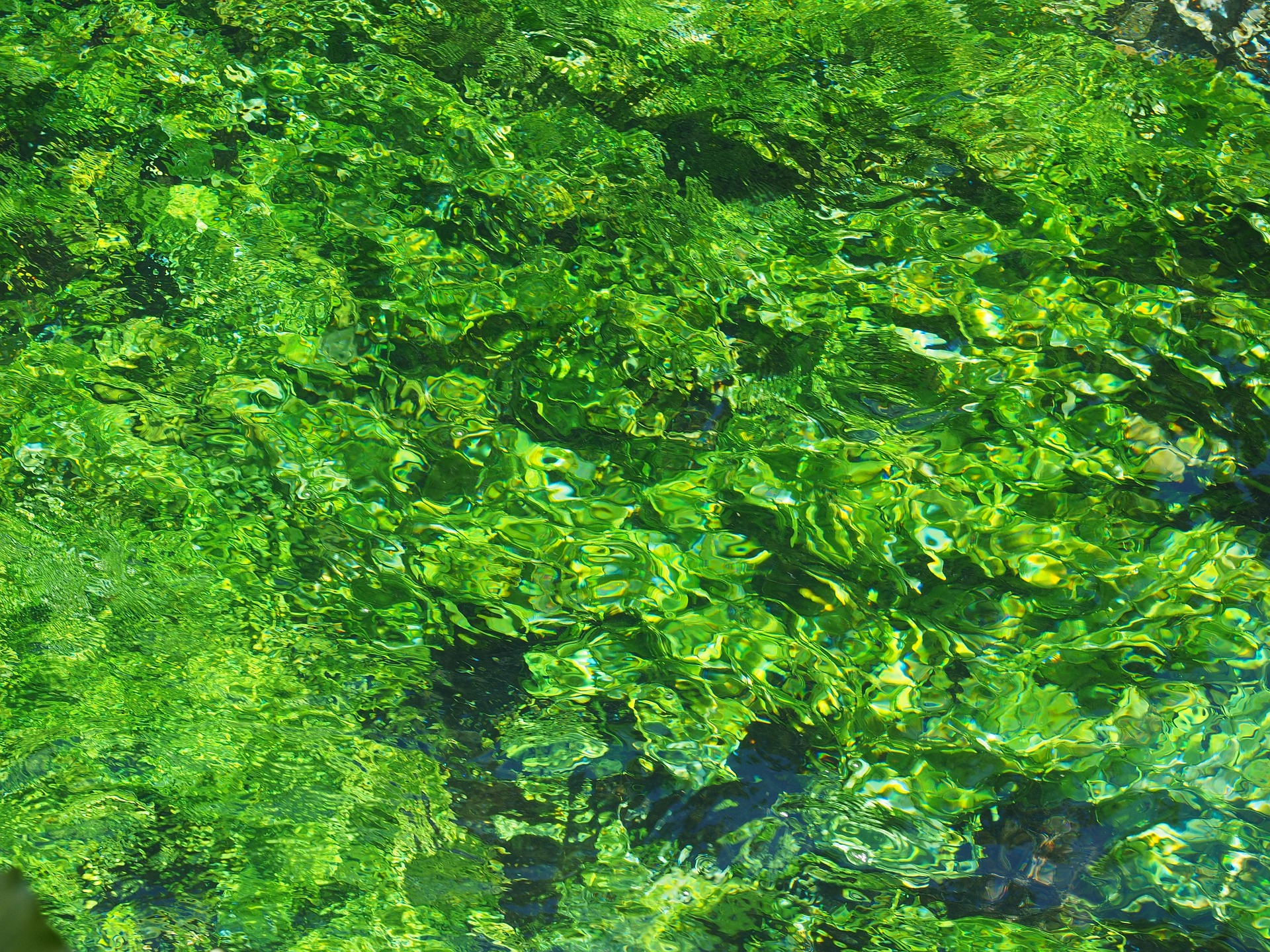 Aquatic plants in moving water