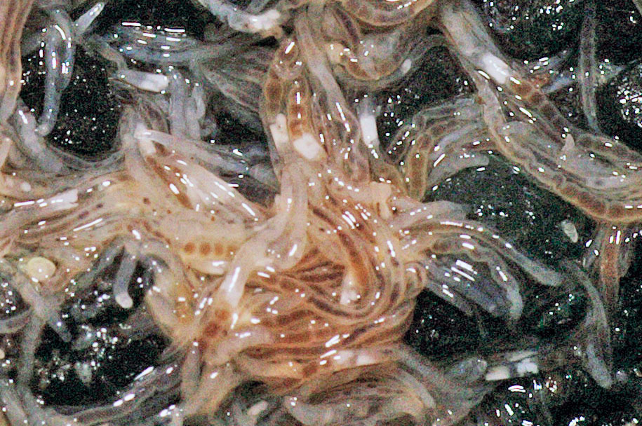 Grindal worms close-up