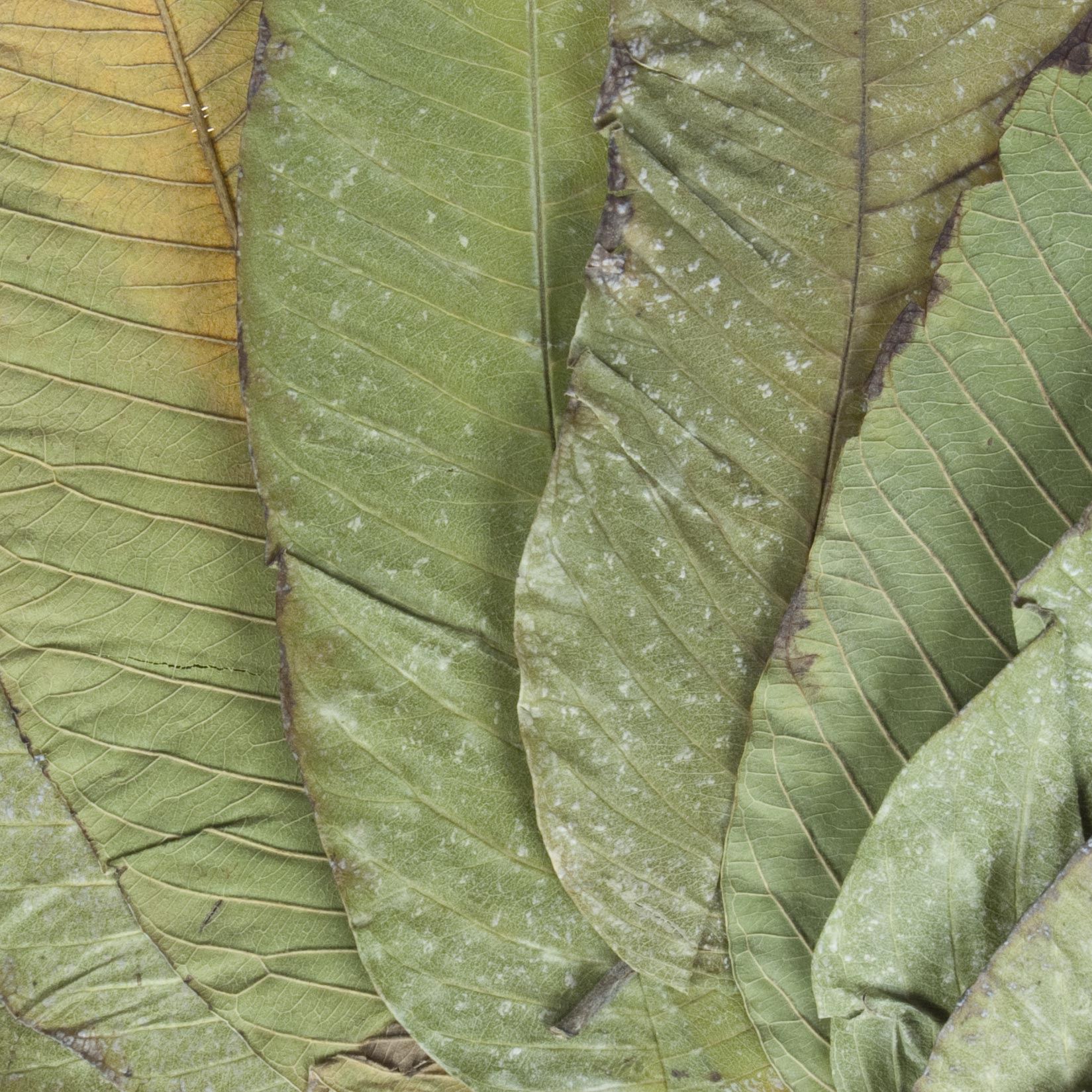 Guava leaves close-up