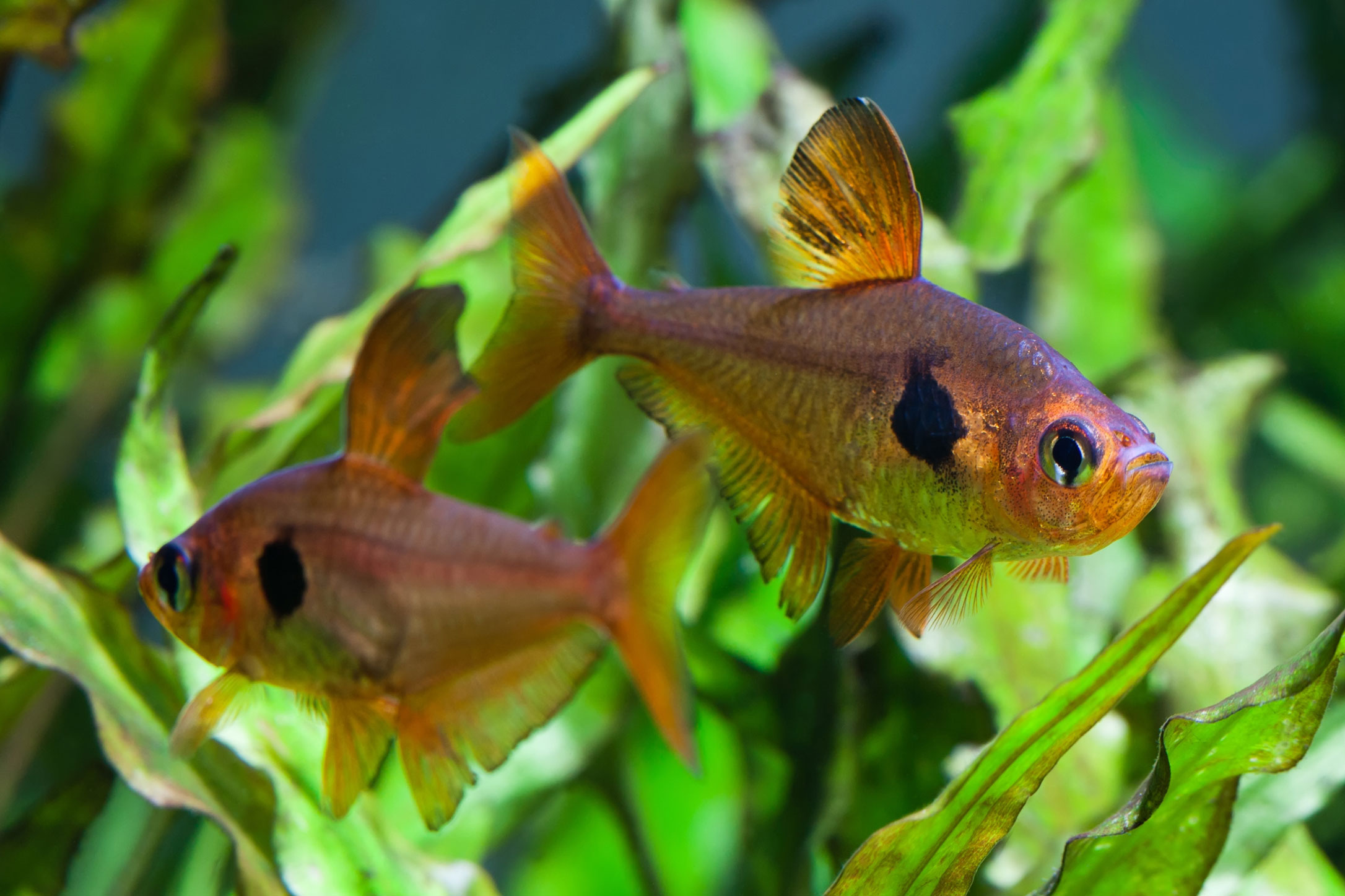 Mating rose tetras in front of Cryptocoryne